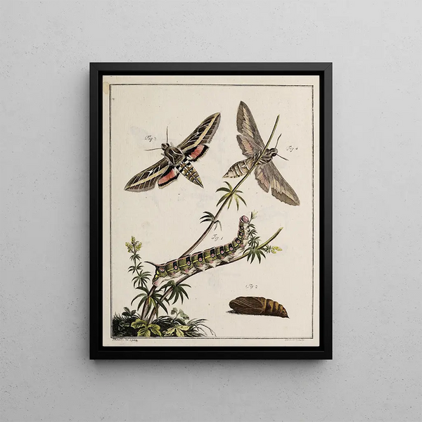Archives de l'histoire des insectes Pl04 - Johann Caspar Füssli — framed artwork on a wall