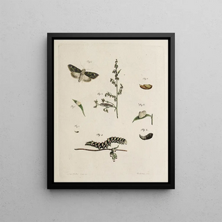 Johann Caspar Fuessli - Archives de lhistoire des insectes Pl05.webp