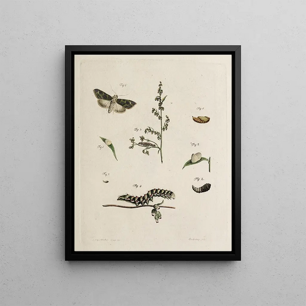 Archives de l'histoire des insectes Pl05 - Johann Caspar Füssli — framed artwork on a wall