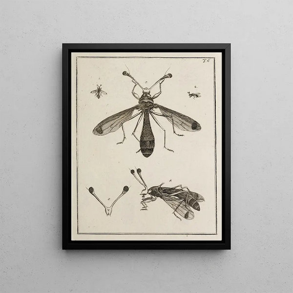 Archives of Insect History Pl06 - Johann Caspar Füssli — framed artwork on a wall