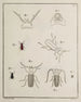 Archives de l'histoire des insectes Pl07 - Johann Caspar Füssli — artwork view