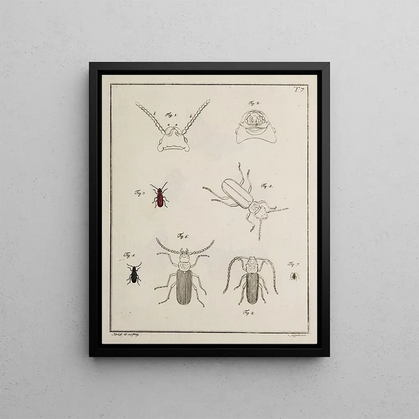 Archives de l'histoire des insectes Pl07 - Johann Caspar Füssli — framed artwork on a wall