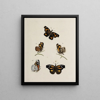 Johann Caspar Fuessli - Archives de lhistoire des insectes Pl08.webp
