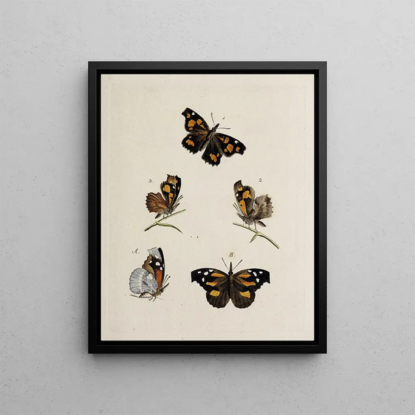 Archives of the history of insects Pl08 - Johann Caspar Füssli — framed artwork on a wall