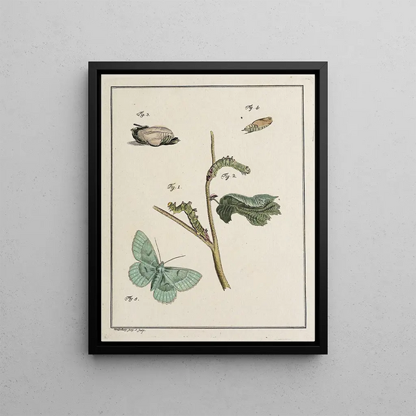 Archives de l'histoire des insectes Pl09 - Johann Caspar Füssli — framed artwork on a wall