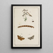 Archives of Insect History Pl10 - Johann Caspar Füssli — framed artwork on a wall