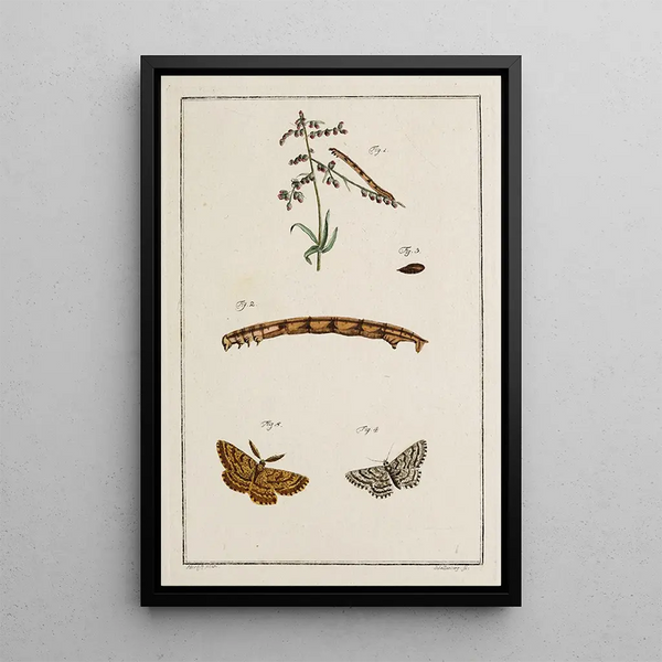 Archives of Insect History Pl10 - Johann Caspar Füssli — framed artwork on a wall