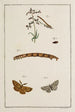Archives of Insect History Pl10 - Johann Caspar Füssli — artwork view