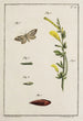 Archives de l'histoire des insectes Pl11 - Johann Caspar Füssli — artwork view