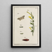 Archives de l'histoire des insectes Pl11 - Johann Caspar Füssli — framed artwork on a wall