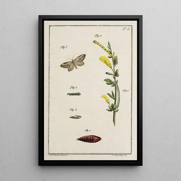 Archives de l'histoire des insectes Pl11 - Johann Caspar Füssli — framed artwork on a wall