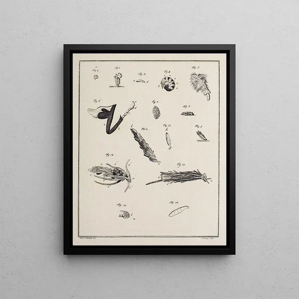 Archives de l'histoire des insectes Pl12 - Johann Caspar Füssli — framed artwork on a wall