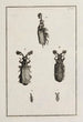 Archives de l'histoire des insectes Pl13 - Johann Caspar Füssli — artwork view