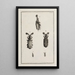 Archives de l'histoire des insectes Pl13 - Johann Caspar Füssli — framed artwork on a wall