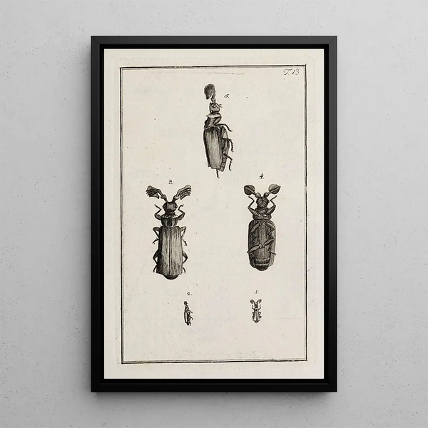 Archives de l'histoire des insectes Pl13 - Johann Caspar Füssli — framed artwork on a wall