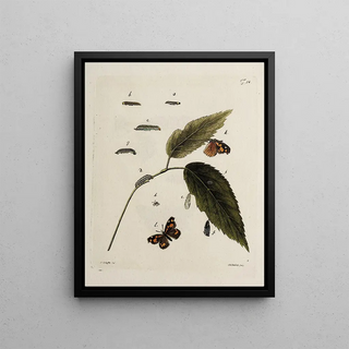 Johann Caspar Fuessli - Archives de lhistoire des insectes Pl14.webp