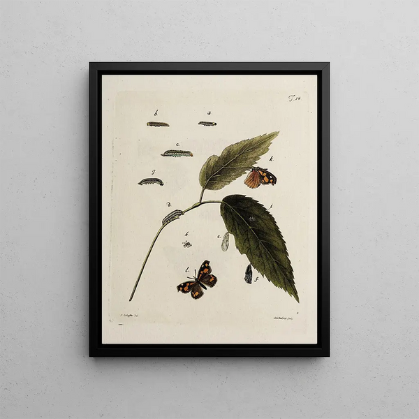 Archives de l'histoire des insectes Pl14 - Johann Caspar Füssli — framed artwork on a wall