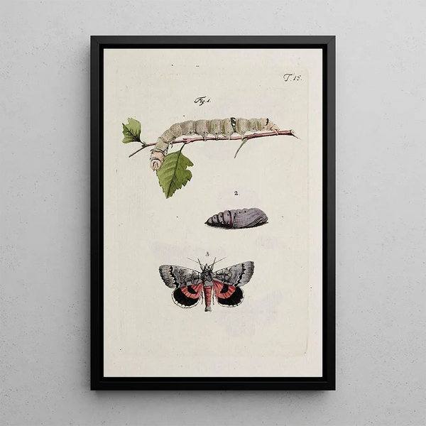 Archives de l'histoire des insectes Pl15 - Johann Caspar Füssli — framed artwork on a wall