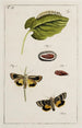 Archives of the History of Insects Pl16 - Johann Caspar Füssli — artwork view