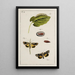 Archives of the History of Insects Pl16 - Johann Caspar Füssli — framed artwork on a wall