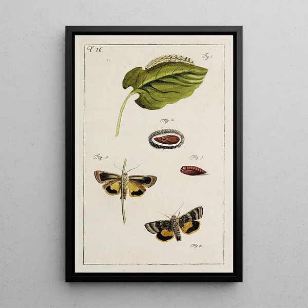 Archives of the History of Insects Pl16 - Johann Caspar Füssli — framed artwork on a wall
