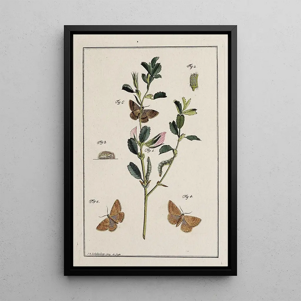 Archives de l'histoire des insectes Pl17 - Johann Caspar Füssli — framed artwork on a wall