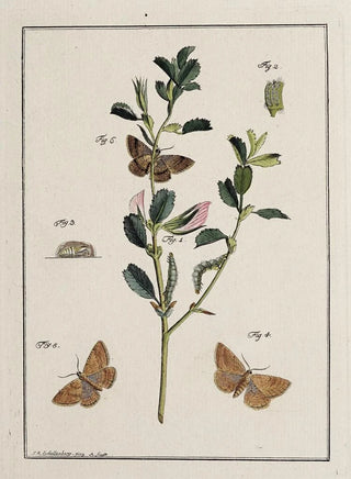 Johann Caspar Fuessli - Archives de lhistoire des insectes Pl17.webp