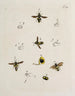 Archives of the history of insects Pl18 - Johann Caspar Füssli — artwork view