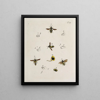 Johann Caspar Fuessli - Archives de lhistoire des insectes Pl18.webp