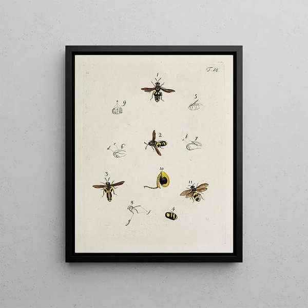 Archives of the history of insects Pl18 - Johann Caspar Füssli — framed artwork on a wall