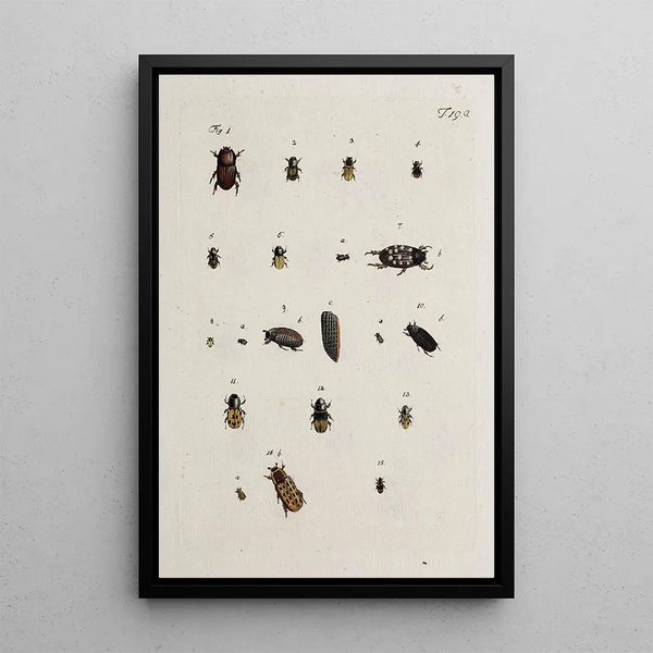 Archives of the history of insects Pl19 - Johann Caspar Füssli — framed artwork on a wall
