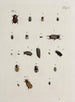Archives of the history of insects Pl19 - Johann Caspar Füssli — artwork view