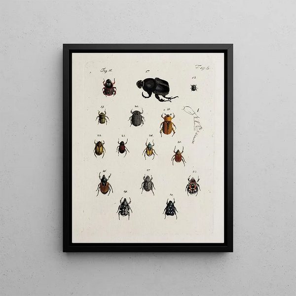 Archives of the history of insects Pl20 - Johann Caspar Füssli — framed artwork on a wall