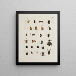 Johann Caspar Fuessli - Archives de lhistoire des insectes Pl21.webp