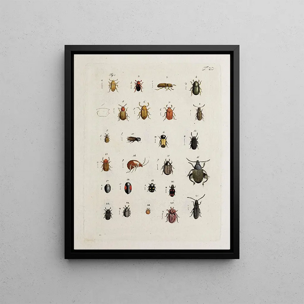 Archives of the history of insects Pl21 - Johann Caspar Füssli — framed artwork on a wall