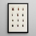Archives de l'histoire des insectes Pl22 - Johann Caspar Füssli — framed artwork on a wall