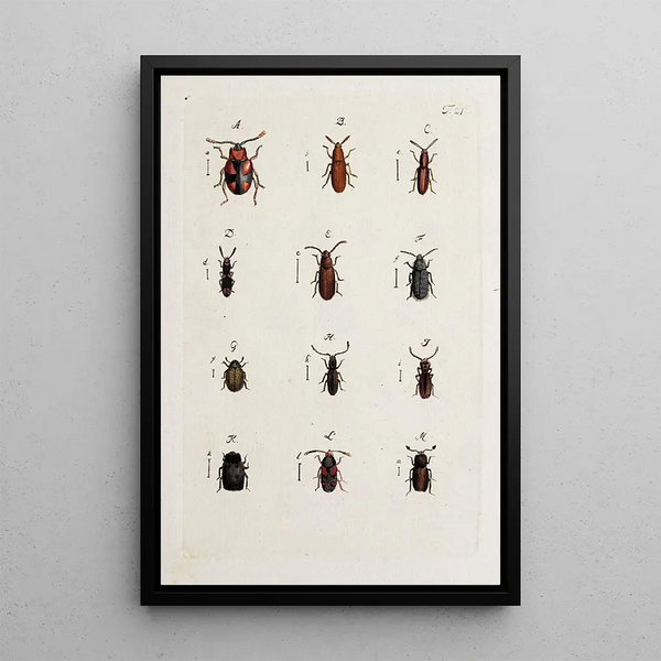 Archives de l'histoire des insectes Pl22 - Johann Caspar Füssli — framed artwork on a wall
