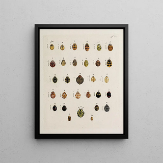 Johann Caspar Fuessli - Archives de lhistoire des insectes Pl23.webp