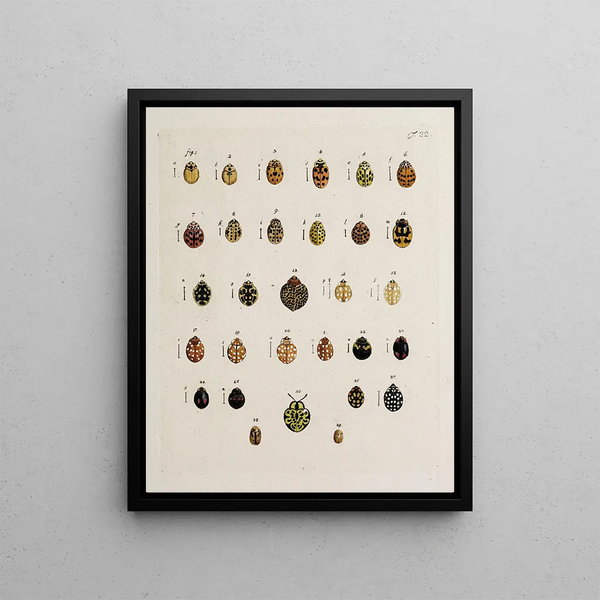 Archives of the History of Insects Pl23 - Johann Caspar Füssli — framed artwork on a wall