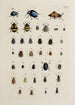 Archives of Insect History Pl24 - Johann Caspar Füssli — artwork view