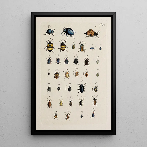 Archives of Insect History Pl24 - Johann Caspar Füssli — framed artwork on a wall