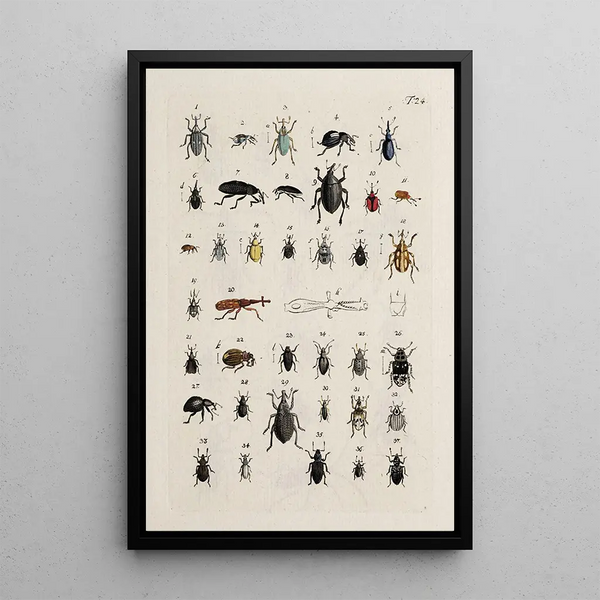 Archives of the history of insects Pl25 - Johann Caspar Füssli — framed artwork on a wall
