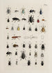 Archives of the history of insects Pl25 - Johann Caspar Füssli — artwork view
