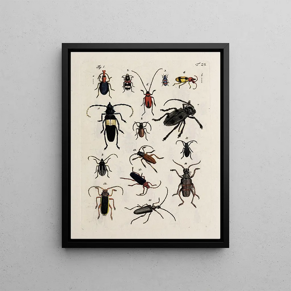 Archives of the History of Insects Pl26 - Johann Caspar Füssli — framed artwork on a wall