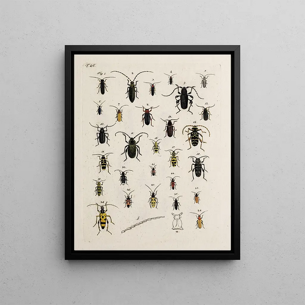 Archives of the history of insects Pl27 - Johann Caspar Füssli — framed artwork on a wall