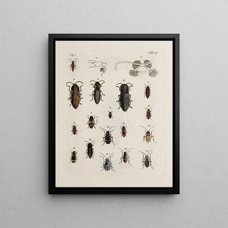 Johann Caspar Fuessli - Archives de lhistoire des insectes Pl28.webp