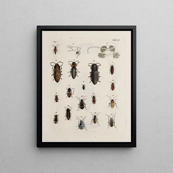 Archives of Insect History Pl28 - Johann Caspar Füssli — framed artwork on a wall