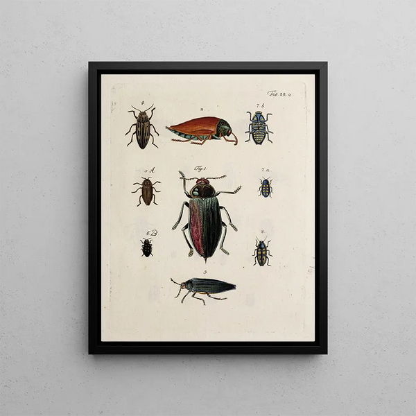 Archives of the history of insects Pl29 - Johann Caspar Füssli — framed artwork on a wall