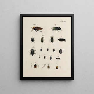 Johann Caspar Fuessli - Archives de lhistoire des insectes Pl30.webp