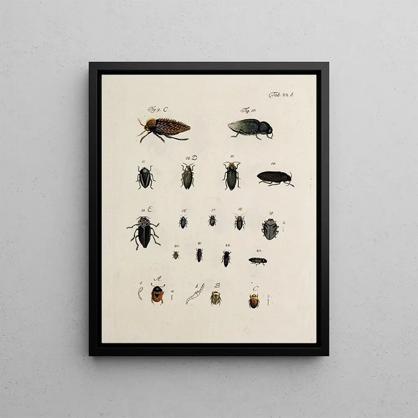 Archives of Insect History Pl30 - Johann Caspar Füssli — framed artwork on a wall